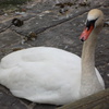SAM 3181