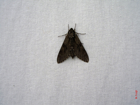 P8100053